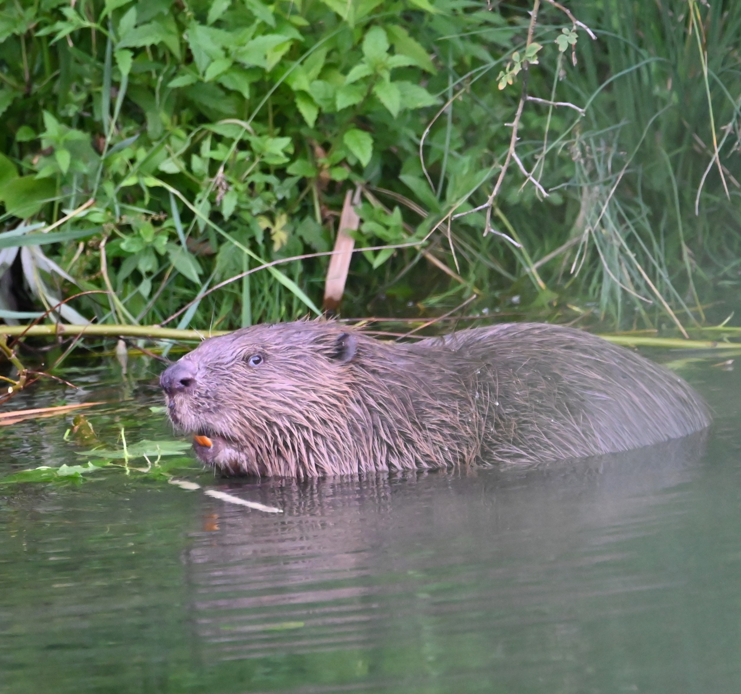 Minekus_bever_diervriendelijk_1