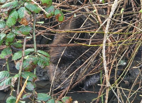 minekus bever in goudswaard