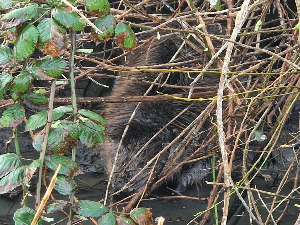 minekus bever in goudswaard