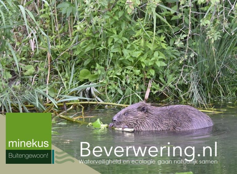 de bever in week van ons water