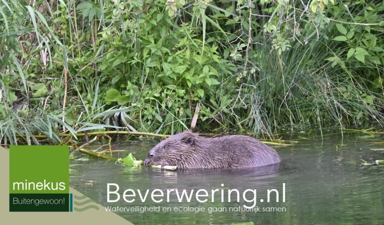 bever belangrijk bij week van ons water