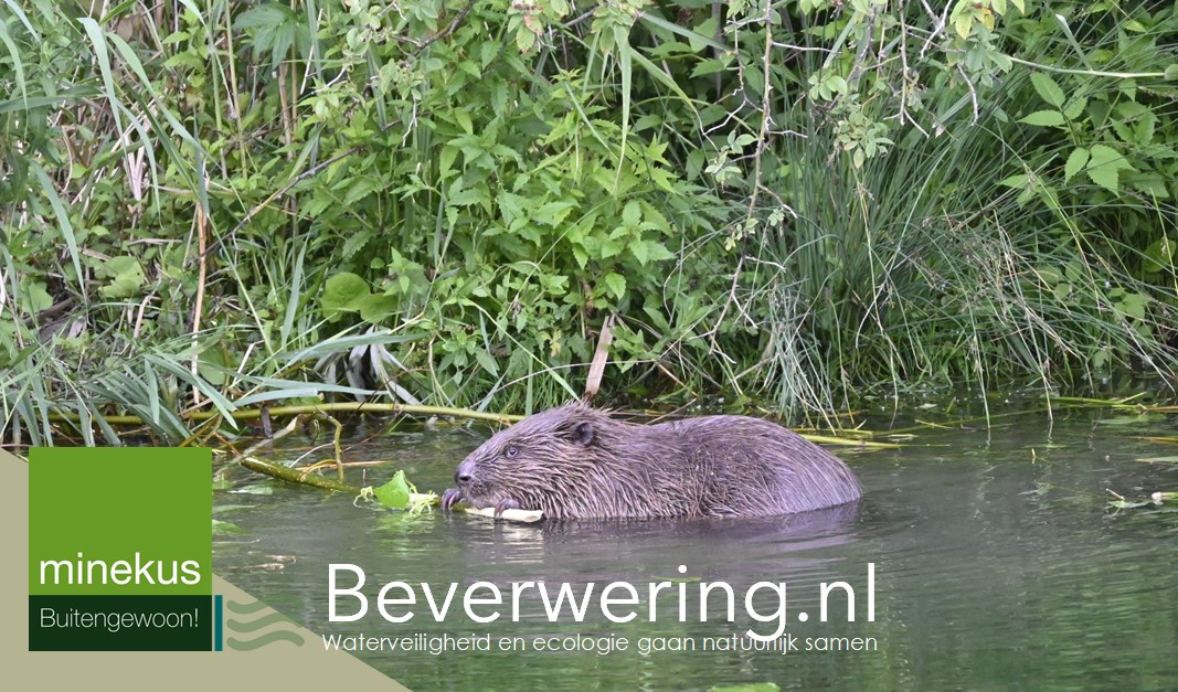 bever belangrijk bij week van ons water