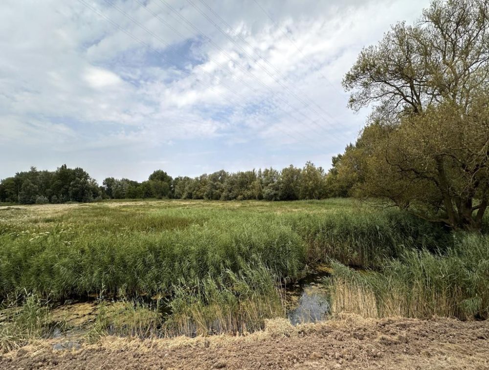 binnendijk leefgebied voor bevers in Hoogvliet