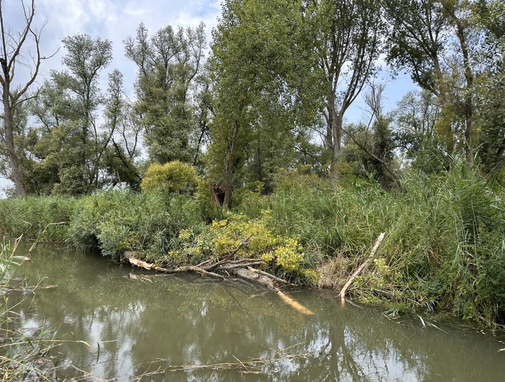 Beverwering in Hoogvliet houdt het achter de dijk veilig