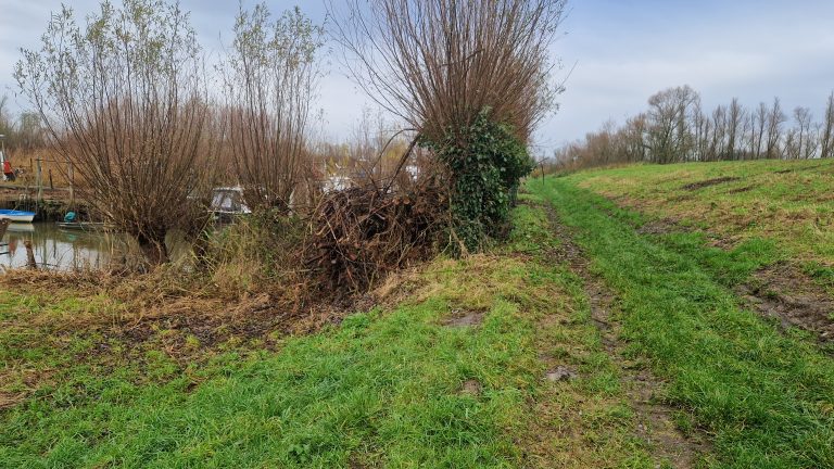 Dijkbescherming tegen bevers in rivierengebied