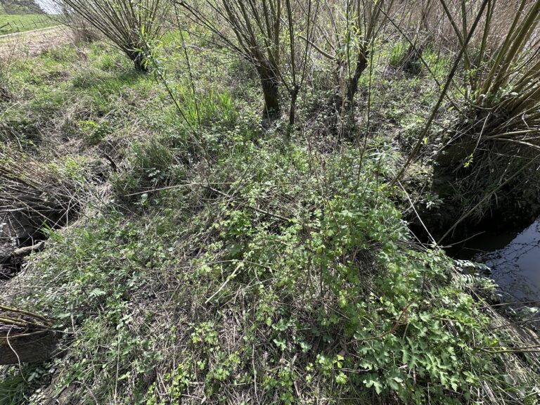 Bevergraafschade Maasdijk Hoogvliet