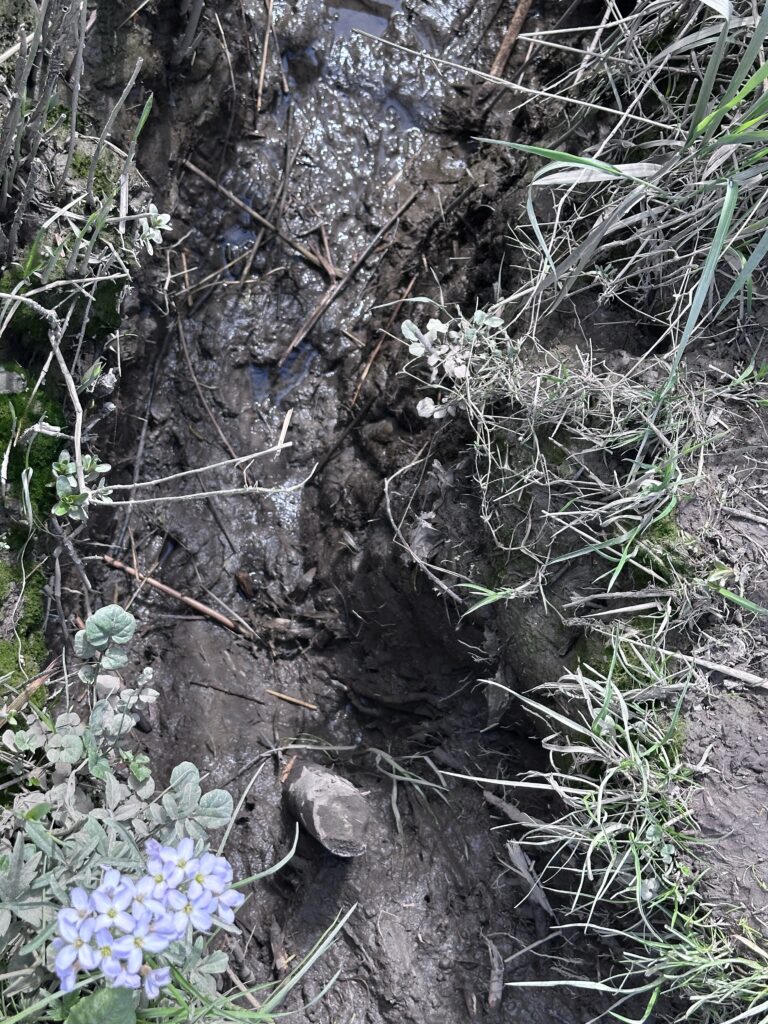 Beverwissel in Hoogvliet